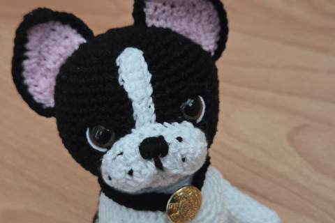 Französische Bulldogge